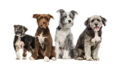 Do mixed breeds live longer than purebred dogs?  - Dogster