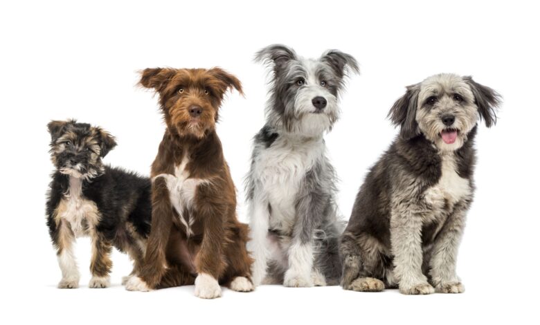 Do mixed breeds live longer than purebred dogs?  - Dogster