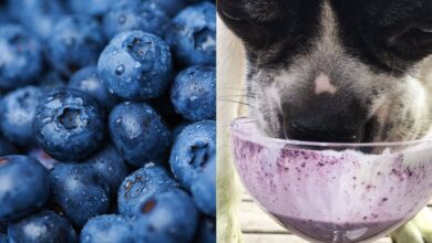 Make this dog-friendly blueberry shake for cake [Recipe]