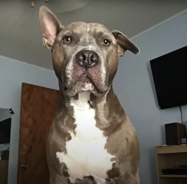 Pit Bull abandoned at the pet store