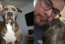 Abandoned Pit Bull runs towards the nervous man, changing his life forever