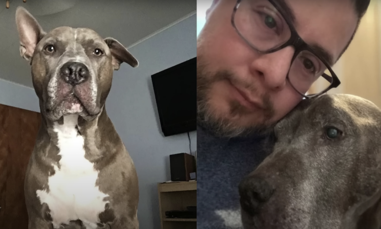 Abandoned Pit Bull runs towards the nervous man, changing his life forever