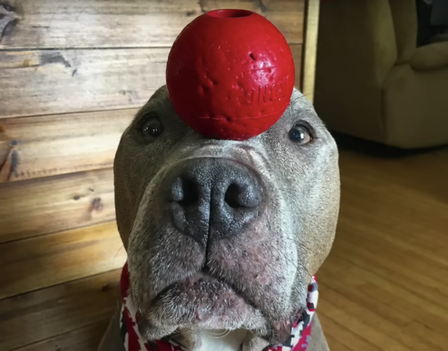 Pit Bull balance ball