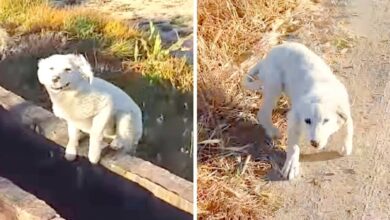 The puppy was shoved by his owner in the middle of nowhere, chased a jogger and begged for help