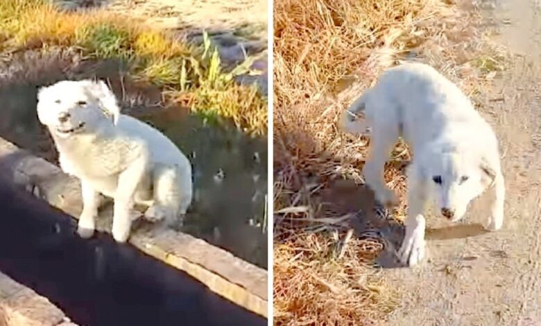 The puppy was shoved by his owner in the middle of nowhere, chased a jogger and begged for help