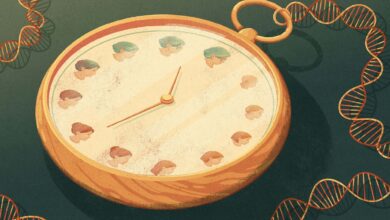 Epigenetic 'clock' predicts true biological age of animals