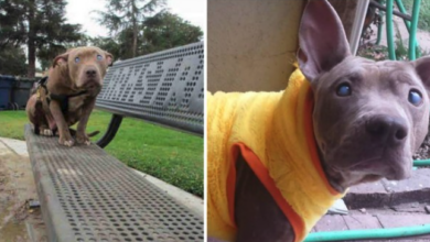 Blind dog abandoned on a park bench leaves legacy to give other unwanted puppies love