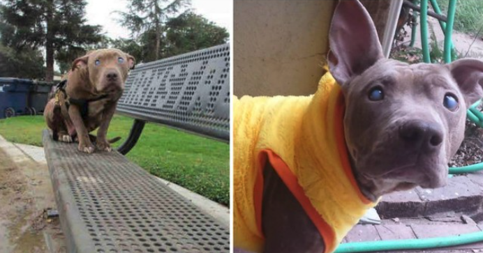 Blind dog abandoned on a park bench leaves legacy to give other unwanted puppies love