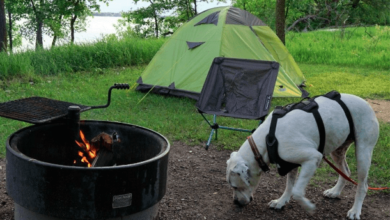 Adventures With Pets In Voyageurs National Park