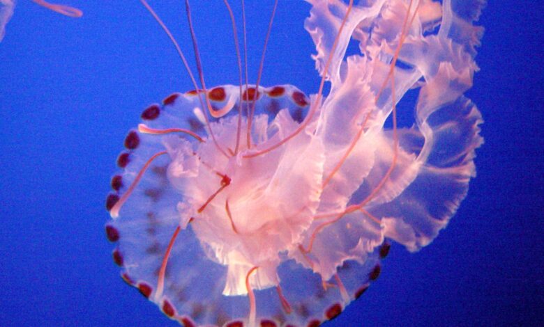 A purple-striped jellyfish. Image credit: Fred Hsu via Wikimedia, GFDL license