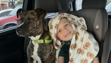 Stray Turned service dog changes everything for boy with rare disorder