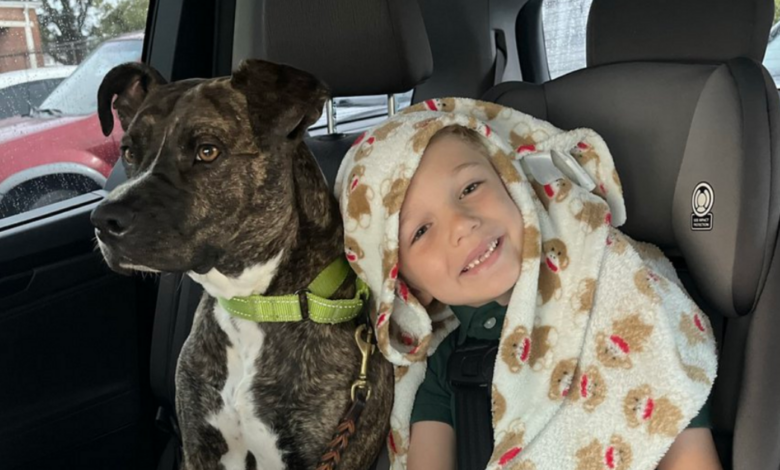 Stray Turned service dog changes everything for boy with rare disorder