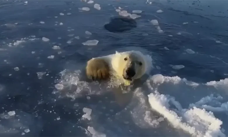 Polar Bears Piercing Thin Ice Is Not Evidence of Climate Change, But Drone Chases - Floating With That?