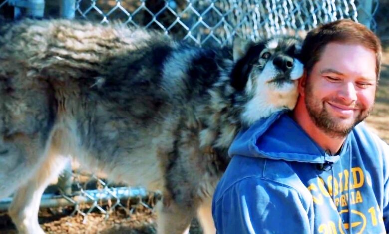 Veteran with PTSD wanted to give up, then a wolf ran up to him and gave him a hug