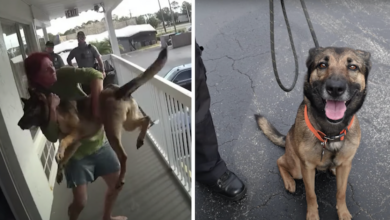 The dog miraculously landed on its feet after the woman threw her off the balcony