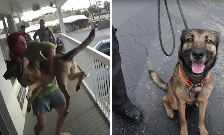 The dog miraculously landed on its feet after the woman threw her off the balcony