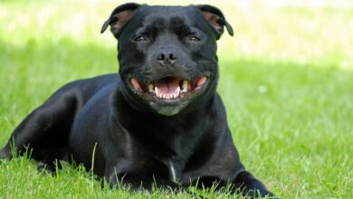 35 Food Recommendations for Staffordshire Bull Terriers with Sensitive Stomach