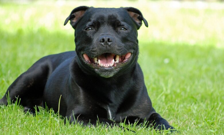 35 Food Recommendations for Staffordshire Bull Terriers with Sensitive Stomach