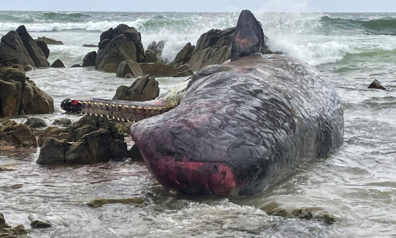 Dead sperm whales found on an island off South East Australia: NPR