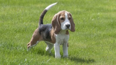 31 Unique Beagle Names [with PICS!]