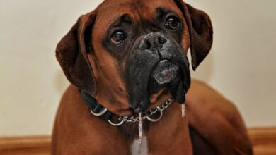 33 Food Recommendations for Boxers with Sensitive Stomach