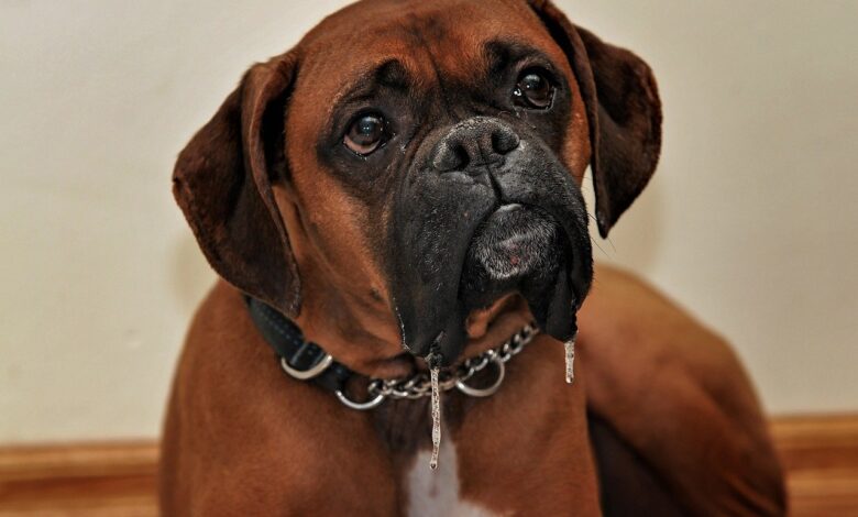 33 Food Recommendations for Boxers with Sensitive Stomach