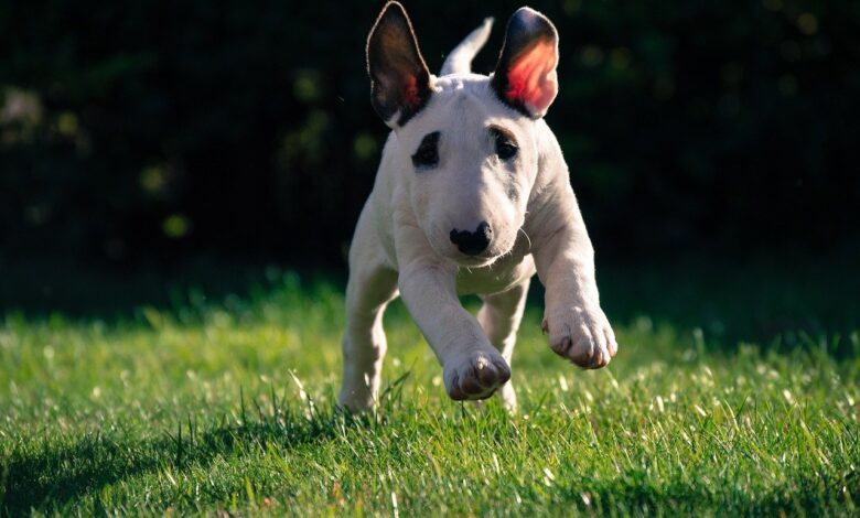 24 unique Bull Terrier names [with PICS!]