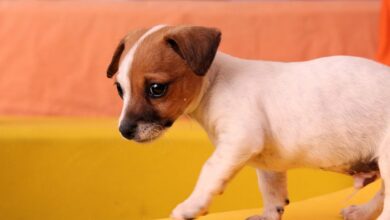 37 unique Jack Russell names [with PICS!]