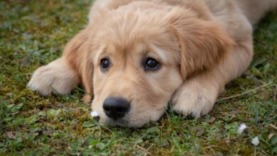 30 food recommendations for Golden Retrievers with sensitive stomachs