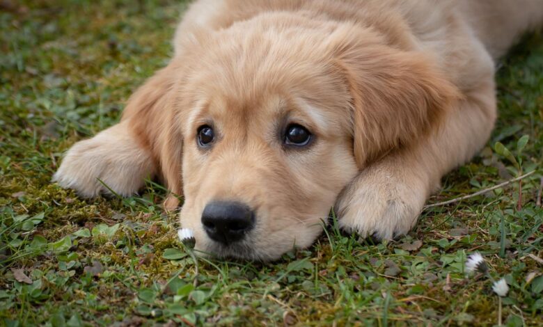 30 food recommendations for Golden Retrievers with sensitive stomachs