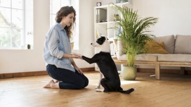 Dogster Obedience Training Guide - Dogster