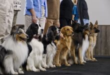 Tips for training 6 core dog behaviors at cues - Dogster