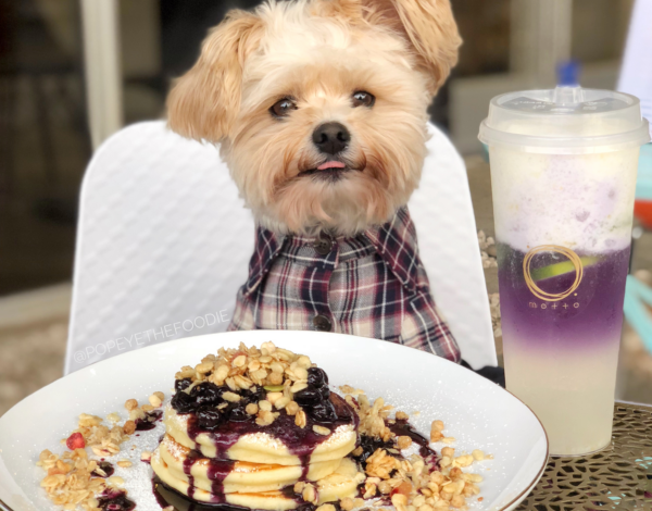 Eating and Traveling Tips from Dog Influencer Popeye the Foodie Dog - Dogster