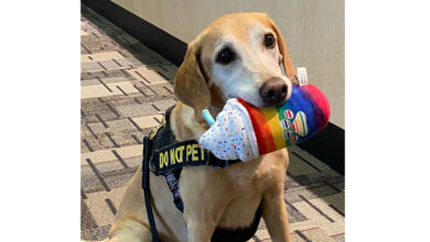 Eebbers, TSA's longest working and cutest K9, retired after nearly a decade: NPR
