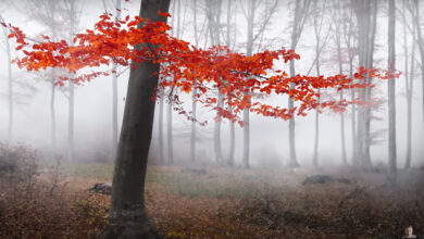 7 mistakes photographers make when taking photos in autumn