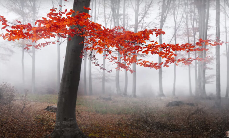 7 mistakes photographers make when taking photos in autumn