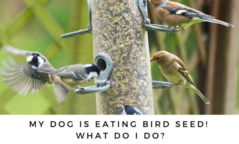 What should you do if your dog eats birdseed?