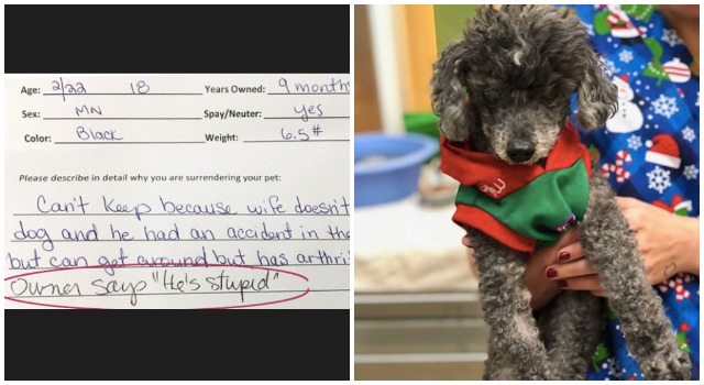 The 18-Year-Old Dog Who Surrendered To Being "Stupid" Finally Found His Lover Forever.