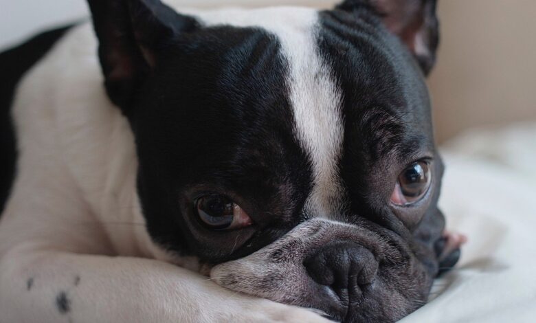 25 Food Recommendations for Frenchies with Sensitive Stomach
