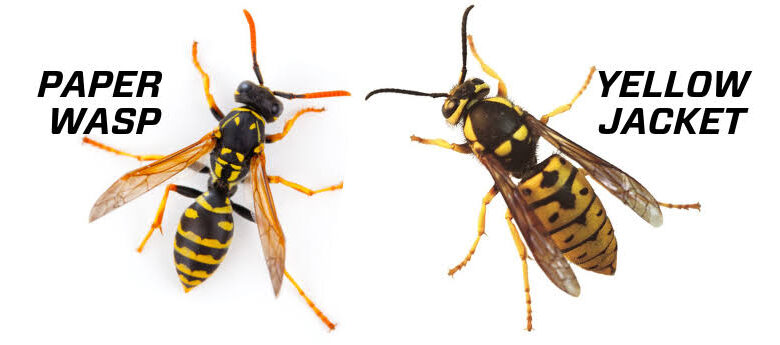 Difference between wasps and yellowjacket