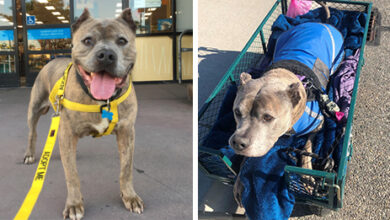 Rescue says goodbye, remembers shelter dog who lived happily ever after