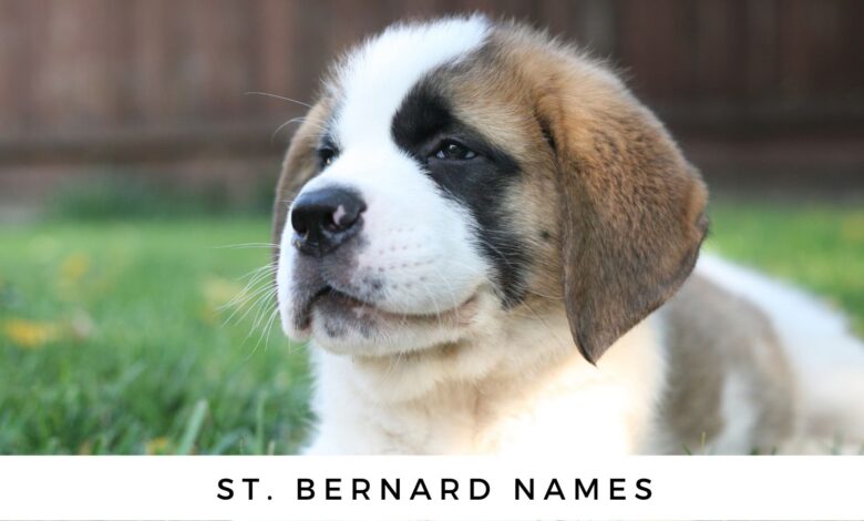 St. Bernard Names