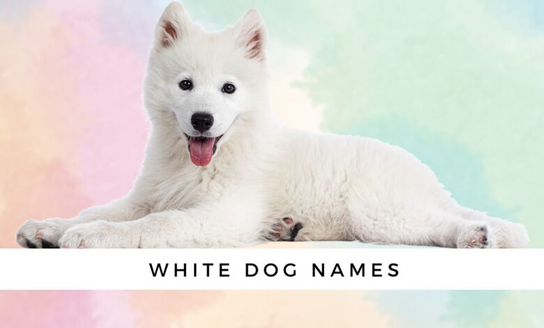 100+ Names for White Dogs