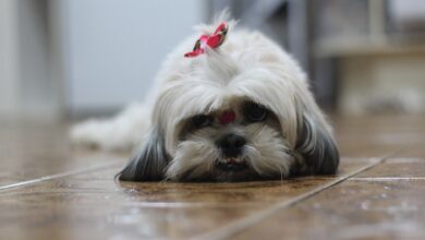 30 Food Recommendations for Shih Tzus with Sensitive Stomach