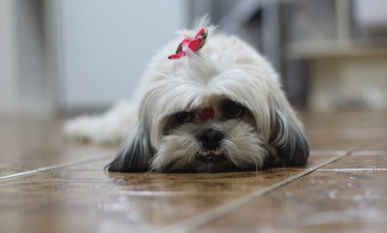 30 Food Recommendations for Shih Tzus with Sensitive Stomach
