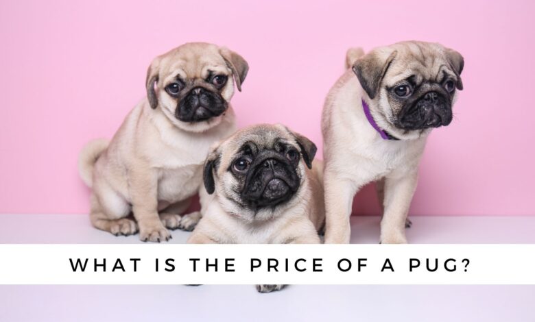 The Pug Dog Price Tag: What You Need to Know Before You Get Your Pug