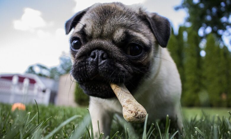 30 food recommendations for puppies with sensitive stomachs