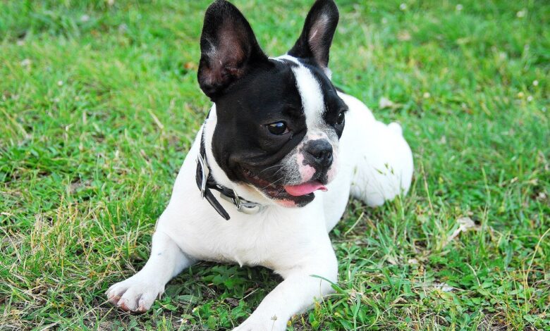 41 unique Frenchie names [with PICS!]