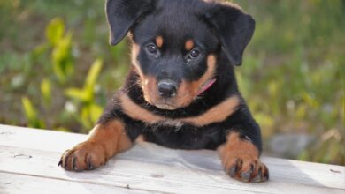 30 unique Rottweiler names [with PICS!]