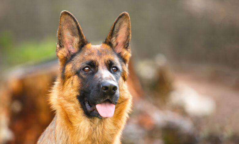 13 Food Recommendations for German Shepherds with Sensitive Stomach
